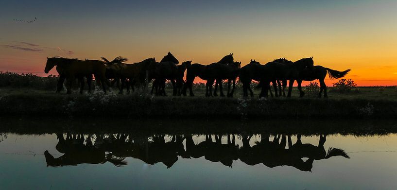 Groep paarden reflectie van Jo Pixel