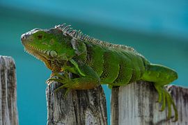 USA, Florida, Huge green adult reptile lizard, Iguana sitting by adventure-photos