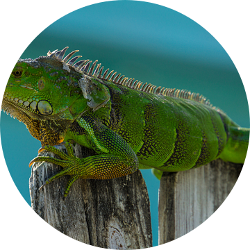 USA, Florida, Enorme groene volwassen reptielenhagedis, leguaan zittend van adventure-photos