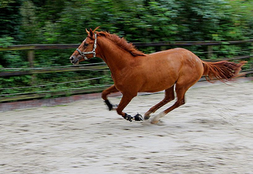 Galop van Bernd Georg Schwemmle