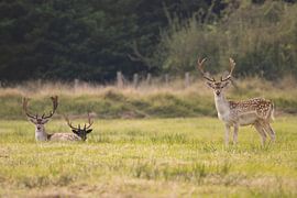 Damhirsche auf der Lauer von Louise Poortvliet