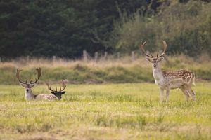 Daims à l'affût