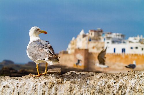 Meeuw op stadsmuur in vissersdorp Essaouira