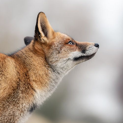 Head of fox on soft light background