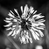 Paardenbloem