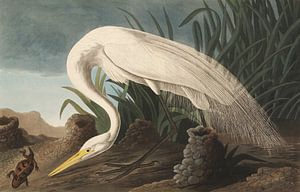 American White Heron - Teylers Edition - Birds of America, John James Audubon sur Teylers Museum