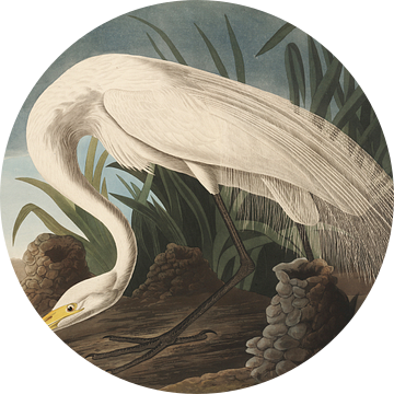 Grote Zilverreiger - Teylers Edition - Birds of America, John James Audubon van Teylers Museum