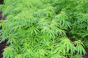 Cannabis