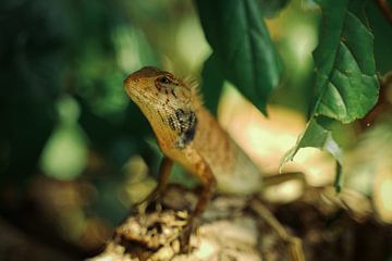 Posing lizard in Thailand by Floris Verweij