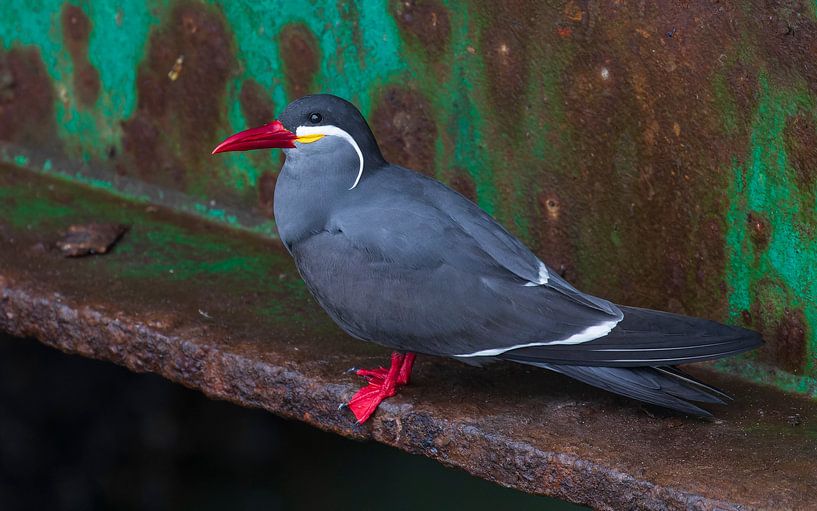 Inkaseeschwalbe: ein schöner Vogel! von Lennart Verheuvel