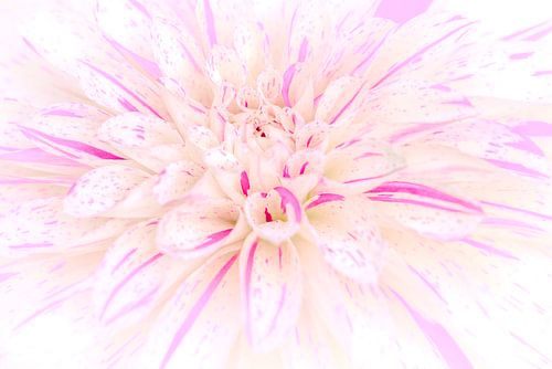 Duo toon wit en lila dahlia bloem, krachtig en toch rustgevend