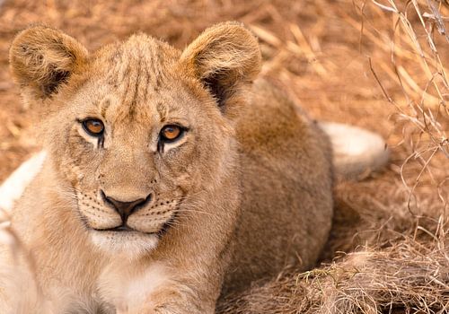 Sieh mich an, sieh dir deine Linse an.