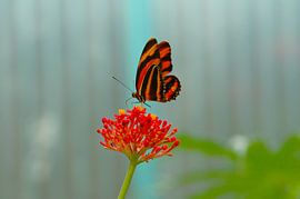 Vlinder sur Agnes Meijer