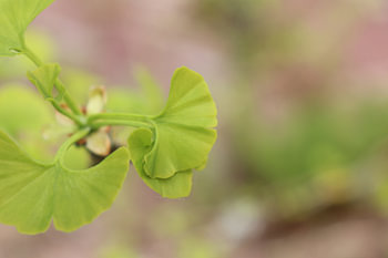 Nahaufnahme eines Ginkgoblattes