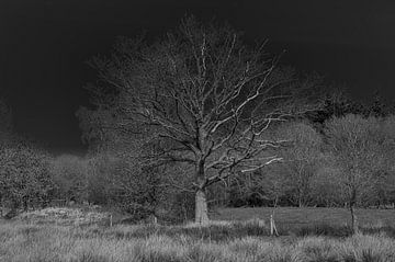 Eenzame boom van Marcel van Berkel