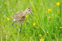 Uferschnepfe (Limosa limosa), Küken auf einer Wiese