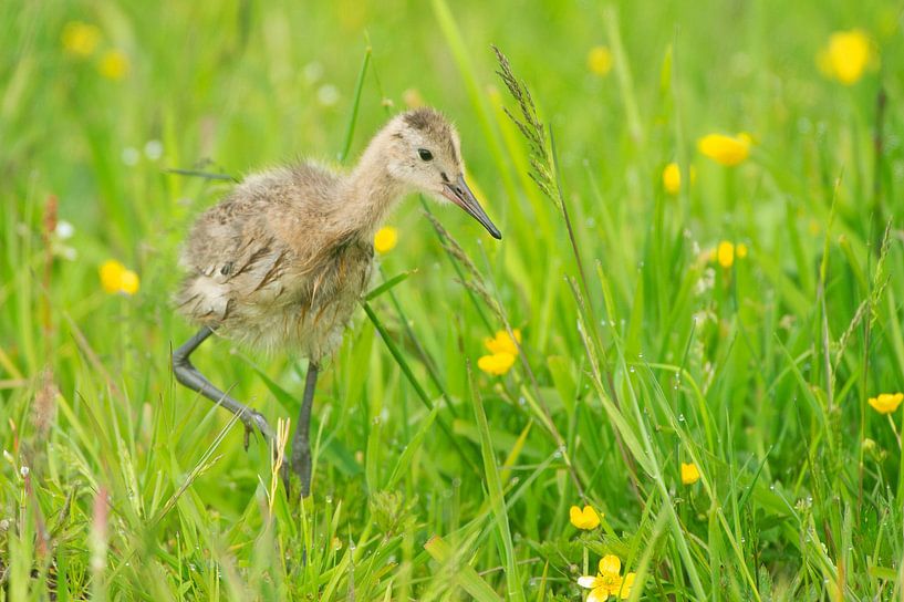 Black-Tailed Godwit (Limosa limosa) chick on meadow by Marcel van Kammen