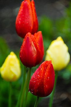 Tulpen in bloei van Hilke Maunder