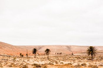 Les palmiers de Lanzarote