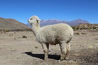 Lama met bergen op de achtergrond