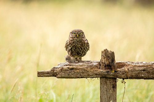 Tawny owl, Athens noctua. bird of prey