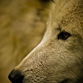 Close-up wolf van JDolky