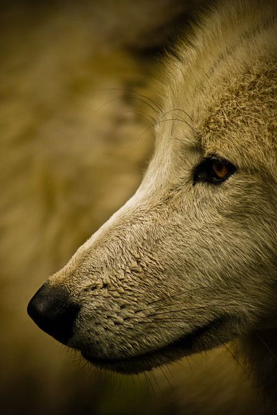 Close-up wolf van JDolky