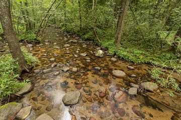 Forest stream by Peter Karels