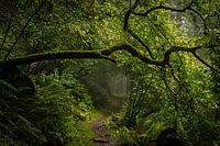 Forest path in the fog