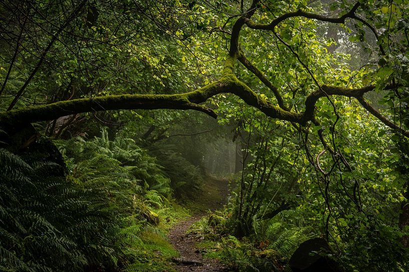 Forest path in the fog by Andreas Gärtner