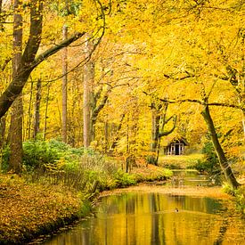 Herfst in het bos van Michel van Kooten