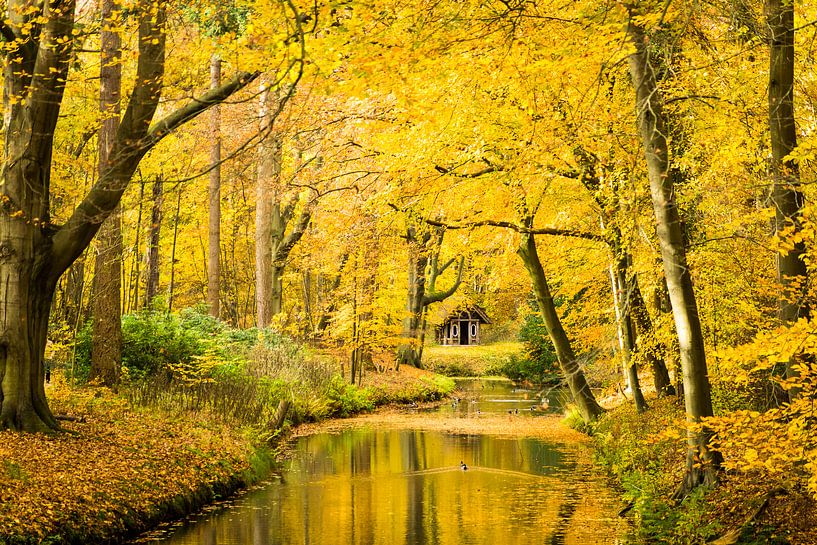 Herfst in het bos von Michel van Kooten