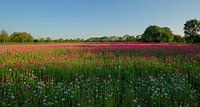Panoramic poppy field early in the morning by Moetwil en van Dijk - Fotografie thumbnail