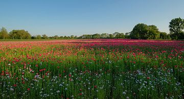 Panoramic poppy field early in the morning by Moetwil en van Dijk - Fotografie