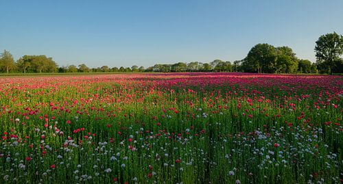 Panorama papaverveld vroeg in de ochtend