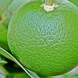 un pamplemousse vert sur un pamplemoussier sur Werner Lehmann