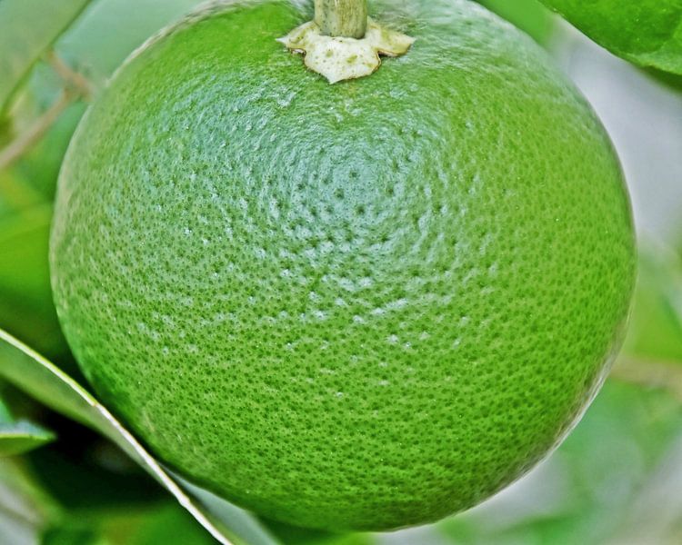 a green grapefruit on a grapefruit tree by Werner Lehmann