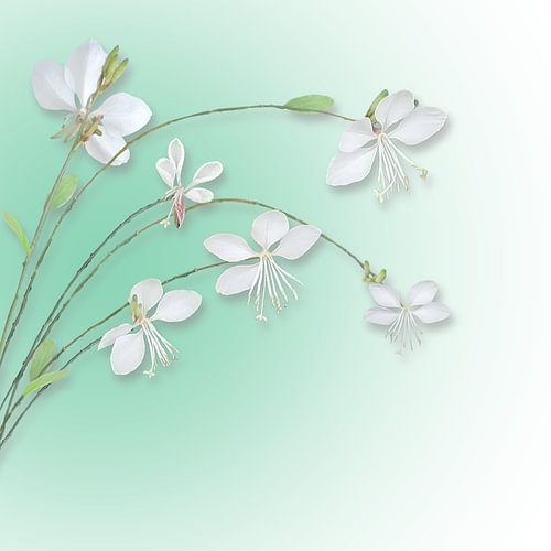 Gaura Lindheimeri trots en sierlijk