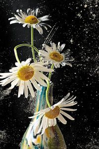 Marguerite moderne