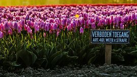 Field of tulips with a 'forbidden access' sign. by Arjan Schalken