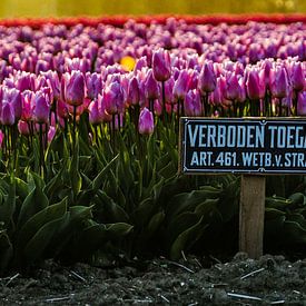 Field of tulips with a 'forbidden access' sign. by Arjan Schalken