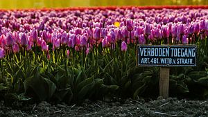Field of tulips with a 'forbidden access' sign. von Arjan Schalken