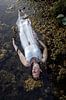 Oh Ophelia - vrouw in het water van Iris Kelly Kuntkes thumbnail