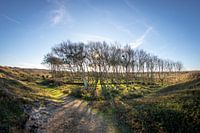 Grove in the Bollekamer on Texel