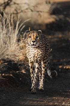 Der dominante Cheetah-Bruder