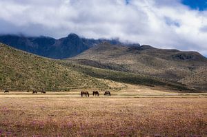 Parc national du Cotopaxi