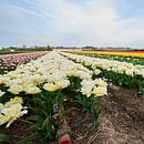 Tulpen uit Amsterdam van Erik Reijnders thumbnail