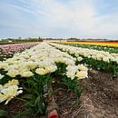 Tulips from Amsterdam by Erik Reijnders thumbnail