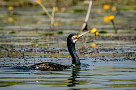 Cormorant amongst the Lilies
