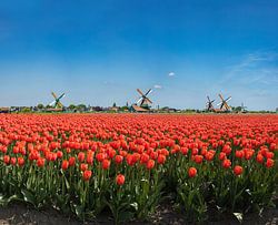 The windmills of the Zaanse Schans, field with red tulips